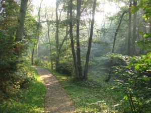 forest_path_denmark